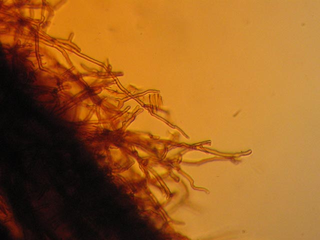 Coltricia perennis? (Coltricia perennis)